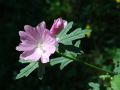 Malva alcea